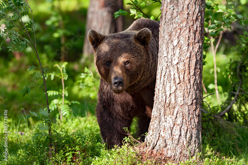 Foto Ours brun (Ursus arctos) mâle au mois de juin en forêt Finlandaise