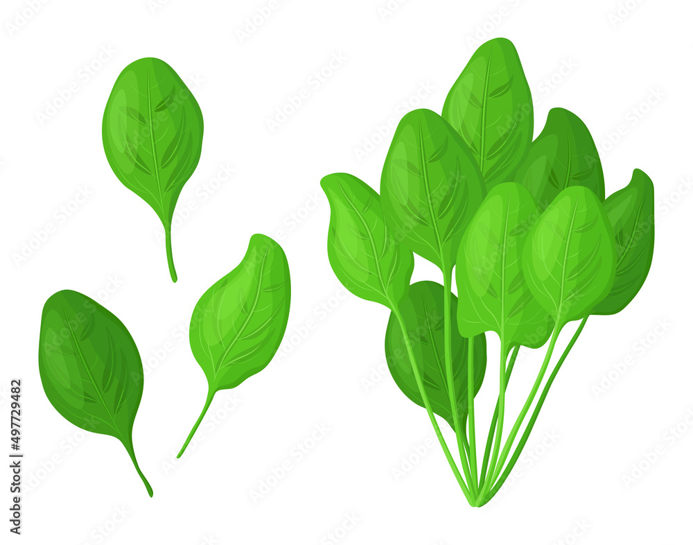 Set of fresh green spinach in cartoon style. Vector illustration of vegetables large and small sizes, bundled with leaves on white background. Set of fresh green spinach in cartoon style. Vector illustration of vegetables large and small sizes, bundled with leaves on white background.