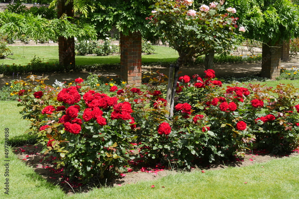 Rote Rose Rote Rose