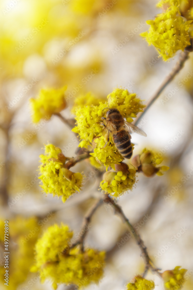 Dogwood or european cornel tree branches springtime in bloom, Cornelian cherry with yellow flowers in sunlight. Selective focus with copy space Dogwood or european cornel tree branches springtime in bloom, Cornelian cherry with yellow flowers in sunlight. Selective focus with copy space