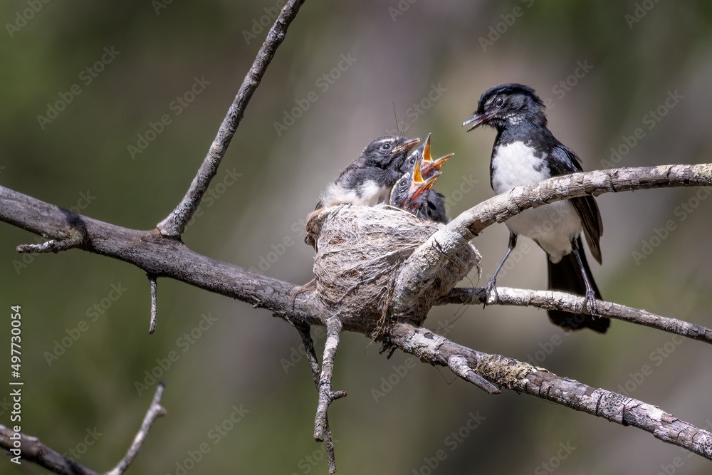 A Willie Wagtail (Rhipidura leucophrys), an Australian fantail, having ...