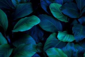 abstract green leaf texture, nature background, tropical leaf
