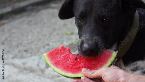 Black dog wearing simple collar, curious expression eats juicy slice of watermelon held by human hand. Dog bites into red fruit, enjoying refreshing taste. Outdoor scene with blurred background