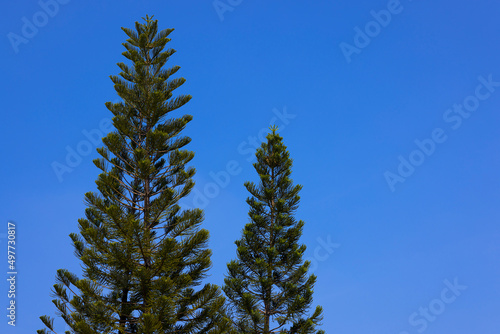 Shape of pine trees on the blue sky background