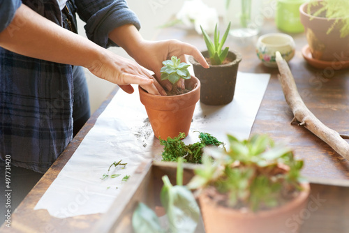 Putting her green thumbs to use. Cropped shot of a woman planting succulent plants into pots at a table.