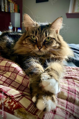 cat on the bed