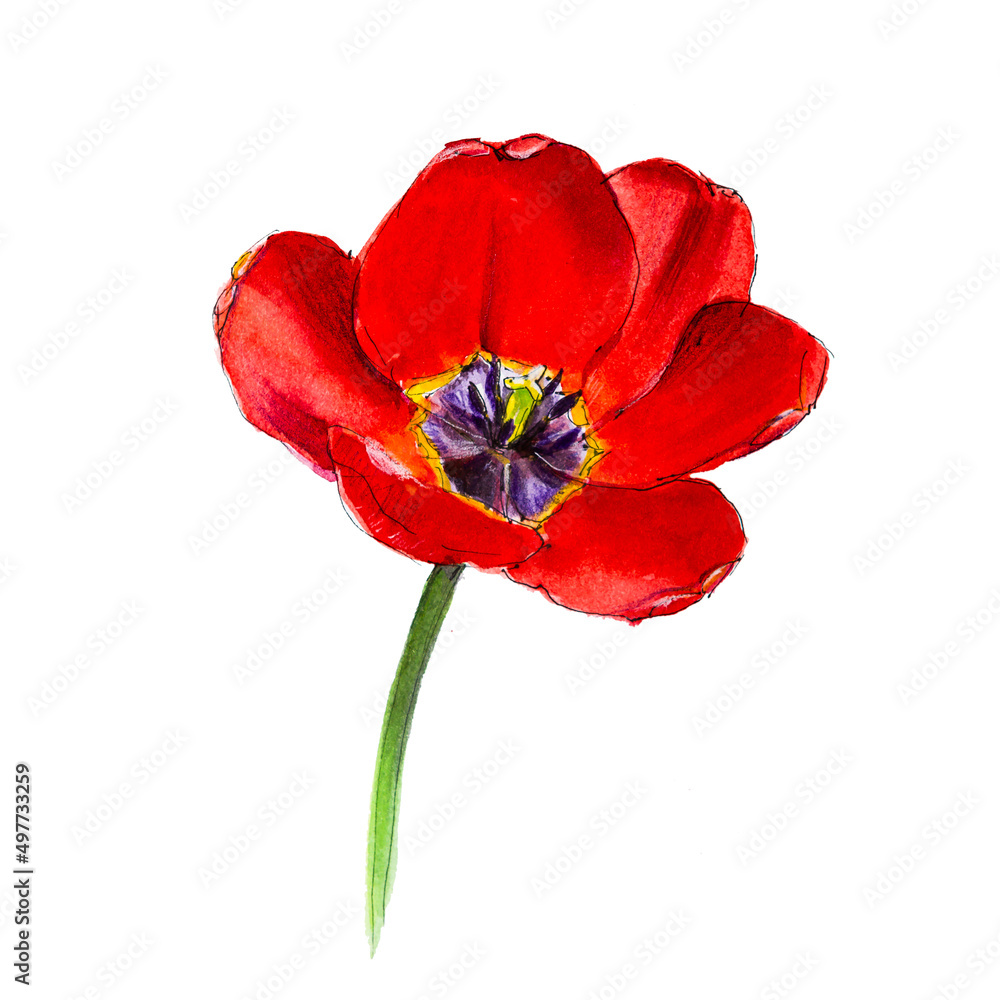 Scarlet opened tulip on a white background. Watercolor. Scarlet opened tulip on a white background. Watercolor.