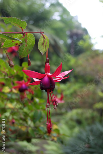  Vivid Fuchsia magellanica plant, the blooming bud picturesque intense pink color flower. Natural tint aesthetic natural composition, spring inspiring atmosphere in Sintra park Pena, Portugal.