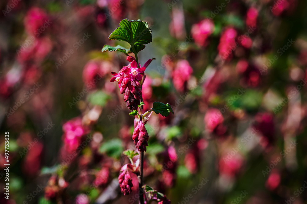 Flowers of a currant bush (Ribes Sanguineum) in the sunshine. Flowers of a currant bush (Ribes Sanguineum) in the sunshine.