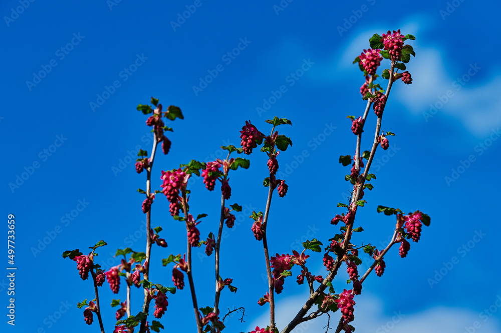 Flowers of a currant bush (Ribes Sanguineum) in the sunshine. Flowers of a currant bush (Ribes Sanguineum) in the sunshine.
