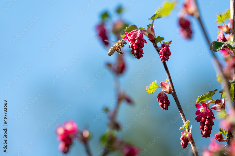 Bee at a flowering currant (Ribes sanguineum) in the sunshine. Bee at a flowering currant (Ribes sanguineum) in the sunshine.