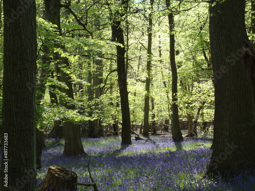 Bluebell forest in Ashridge Estate photo