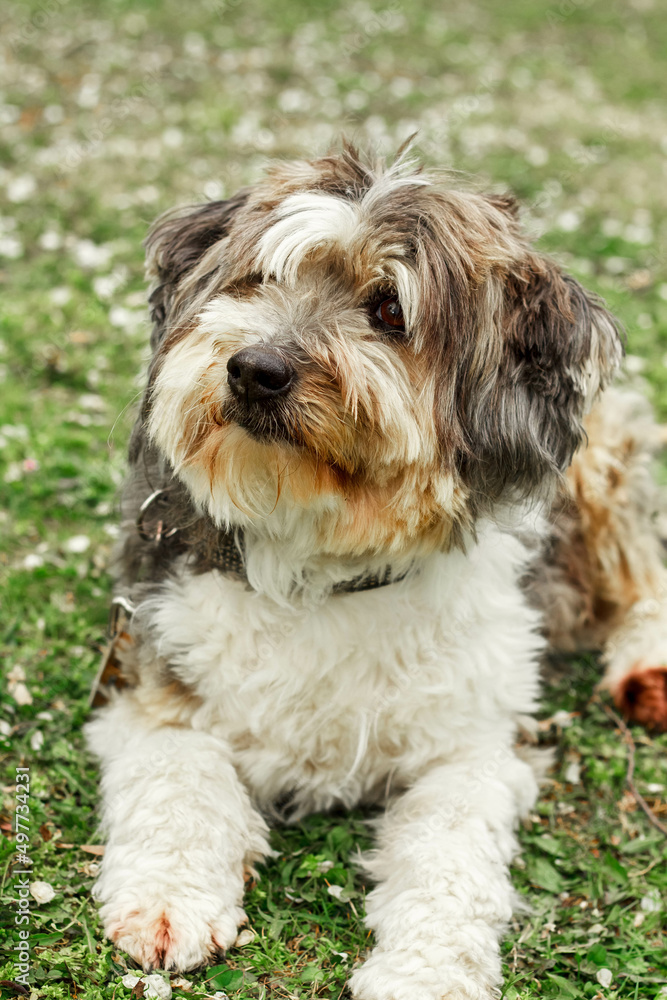 a big brown Beaver-a Yorkshire terrier sits and looks around. High-quality photo. green grass. a big brown Beaver-a Yorkshire terrier sits and looks around. High-quality photo. green grass.