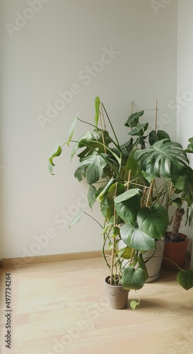 Monstera plant on the background of the wall