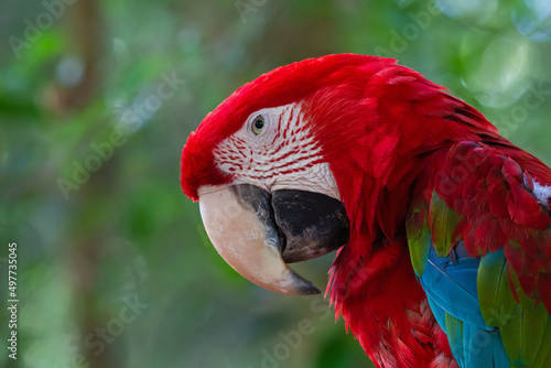 Red-and-green Macaw