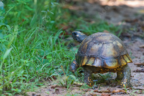 Yellow-footed Tortoise photo