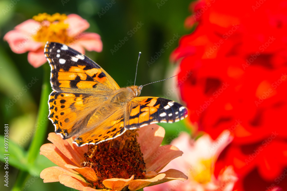Obraz premium Close-up of a butterfly on a flower in a blooming summer park. The monarch butterfly pollinates flowers on a summer day on a soft background. Floral background with insects for the designer