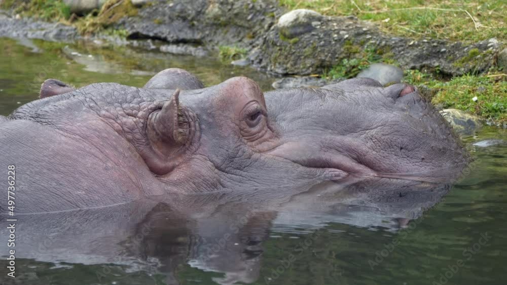 Close up shot of Hippo Hippopotamus resting in natural lake and watching in wilderness during daytime Close up shot of Hippo Hippopotamus resting in natural lake and watching in wilderness during daytime