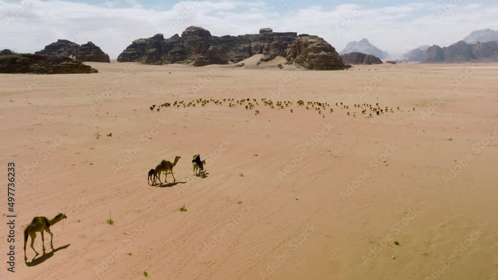 Aerial View Of Nomad Beduin On Camel Herding Flock Of Sheeps And Camels Across The Wadi Rum Desert In Jordan. Aerial View Of Nomad Beduin On Camel Herding Flock Of Sheeps And Camels Across The Wadi Rum Desert In Jordan.