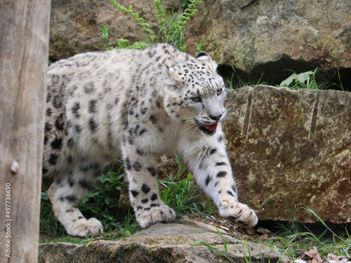 Snow leopard (Panthera uncia) © CassidyTe