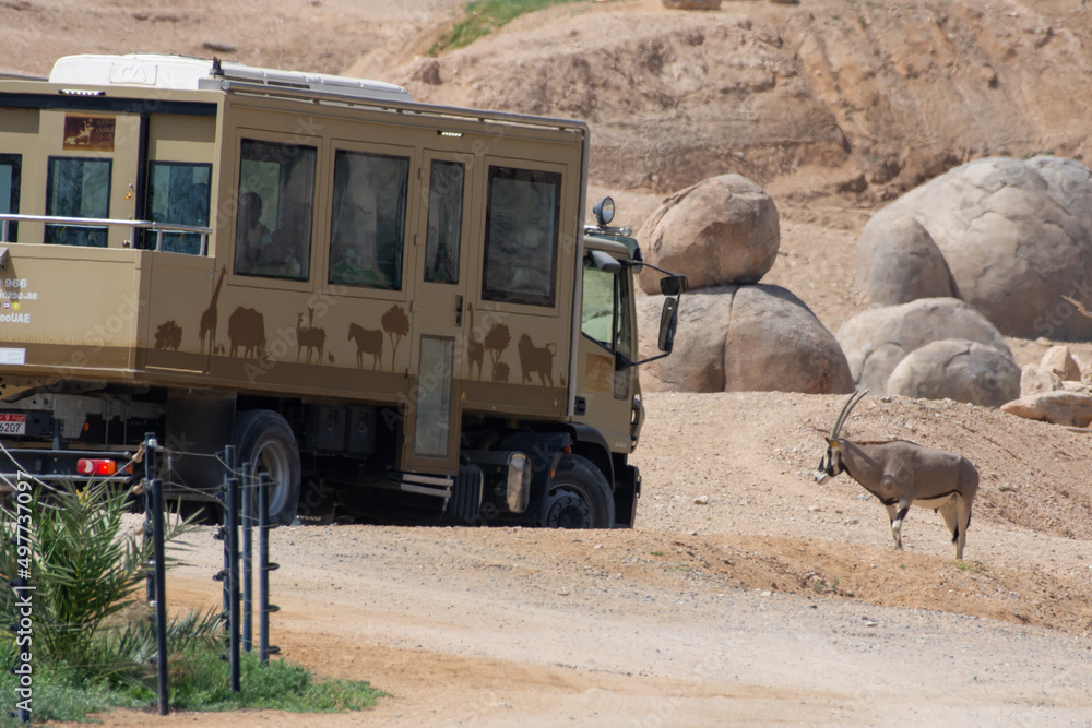 Al Ain Zoo Safari Car driving through desert looking at african animals