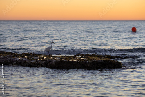 Sunset on the Caribbean coast in the Dominican Republic.Orange sunset sky with clouds and calm sea surface.Tourism travel recreation general concept.A bird on a stone island in the middle of the water