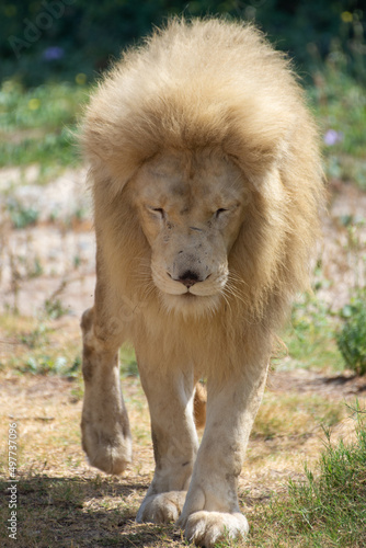 A male African White Lion  panthera leo  walking close up.