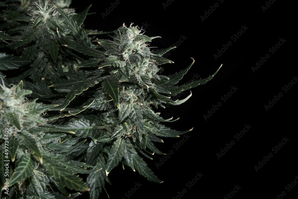 Female cannabis bush with blooming flowers and stigmas. Fresh marijuana plant isolated on black background. Green and yellow hemp cones. Micro growing concept.