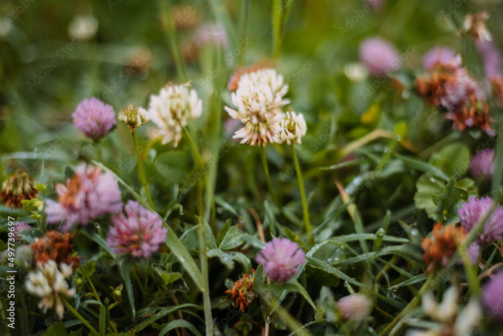 Blur. Clover blossoms in the meadow. Glade with blooming clover and green grass. Blur. Clover blossoms in the meadow. Glade with blooming clover and green grass.