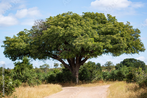 Magnificent marula tree Sclerocarya birrea with wide span, Kruger National Park, South Africa