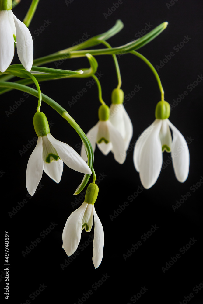 Spring snowdrops on black background. Beautiful first spring flower, close up Spring snowdrops on black background. Beautiful first spring flower, close up
