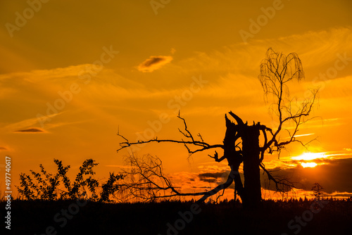 Old dead birch in sunset with sun photo