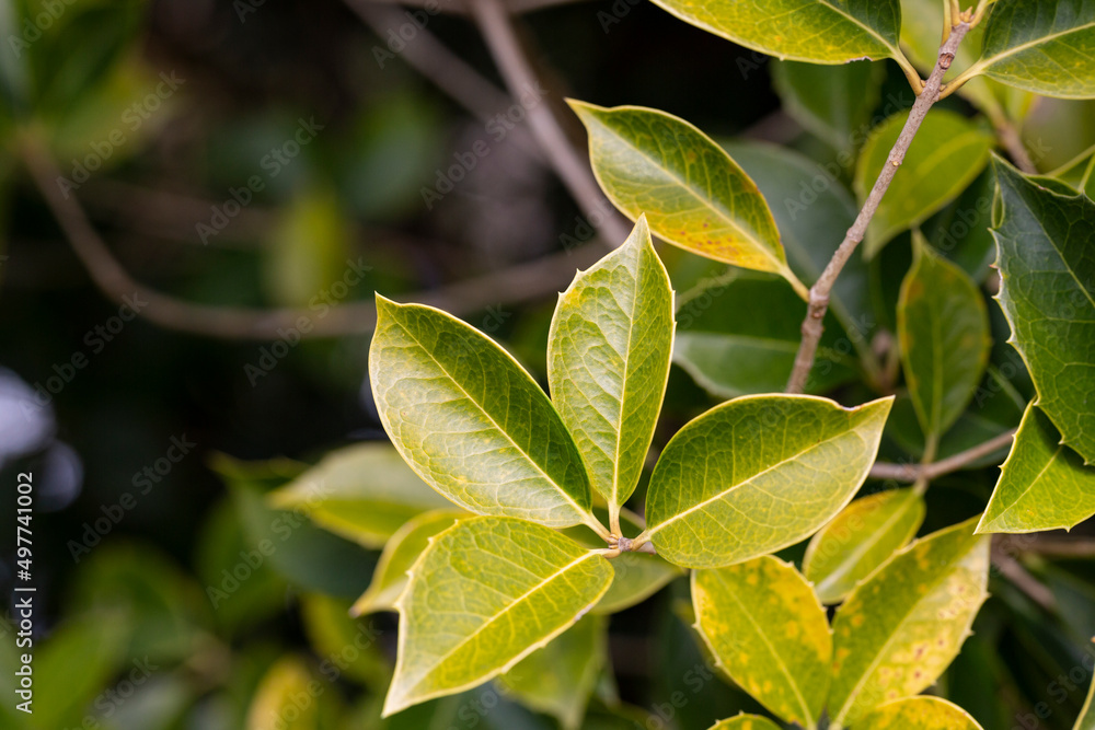 Obraz premium fresh green foliage of Osmanthus x fortunei shrub, texture or background of young green leaves
