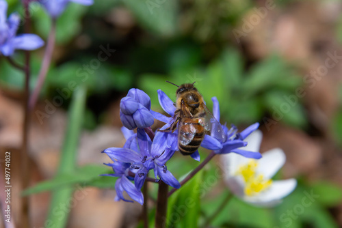 honey bee collects nectar and pollen from the blue slightly wilted flower Scilla bifolia, alpine squill or two-leaf squill. Primrose in early spring