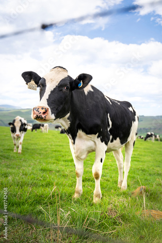 Black and white dairy cow on farm in the Kwazulu-Natal Midlands, South Africa © JoelMasson