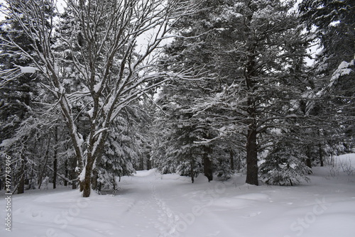 A beautiful winter day, Sainte-Apolline, Québec, Canada