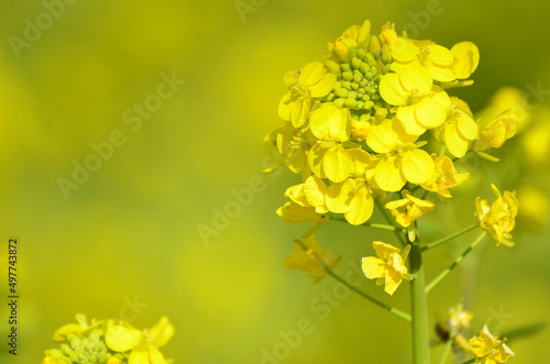 菜の花畑