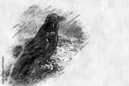 Fotografia black raven in pencil drawing style