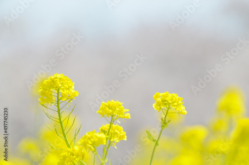 菜の花畑