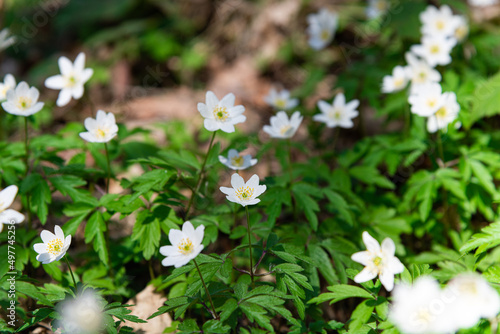 Beautiful wild flowers white anemone and hepatica (liverleaf) blossom in forest. Early spring flowering. Beautiful floral background with blue hepatica nobilis and white anemone blooming photo