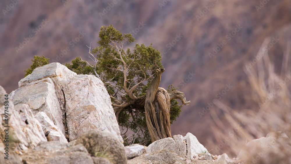 Twisted Cedar tree growing out of stone Twisted Cedar tree growing out of stone