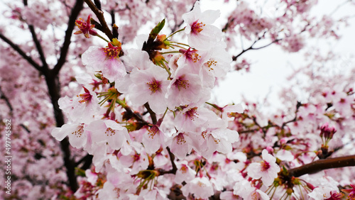濡れ桜13