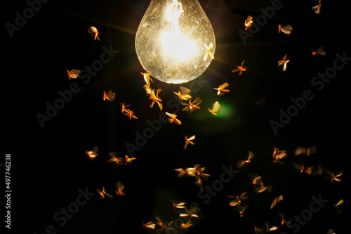Fototapeta Naklejka Na Ścianę i Meble -  Group of termites fly on timber during the night. Bright energy of the termites.