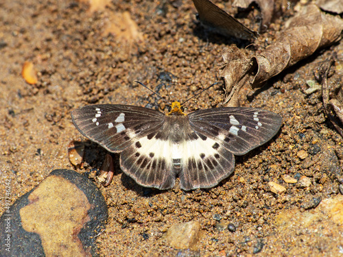 Thailand Butterflies Gerosis bhagava Common White Flat