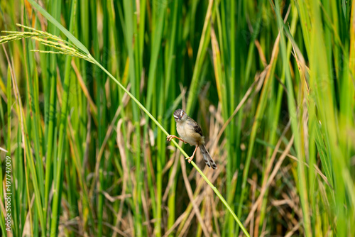 Plain Prinia