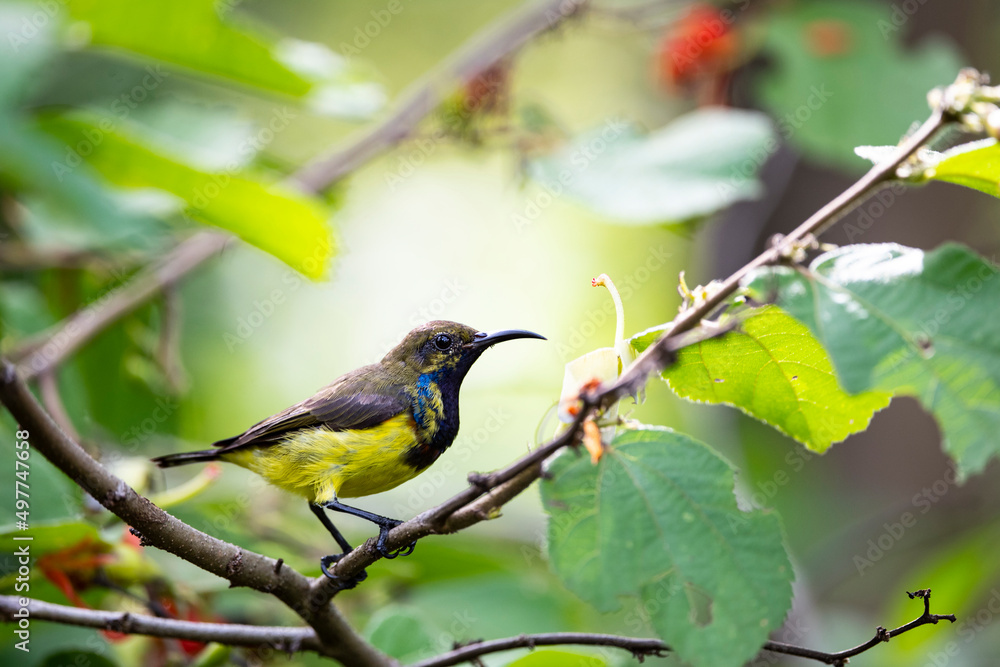 Obraz premium Olive - backed Sunbird