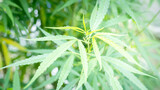 Marijuana green cannabis leaves isolated background