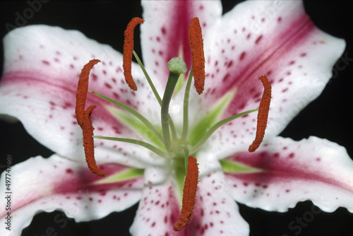Tablou canvas detail of the anthers of stargazer lily
