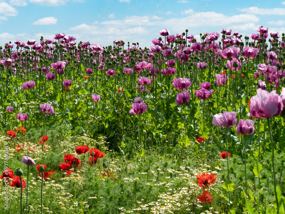 a strip of wildflowers and herbs as insect repellent around a field with poppies
