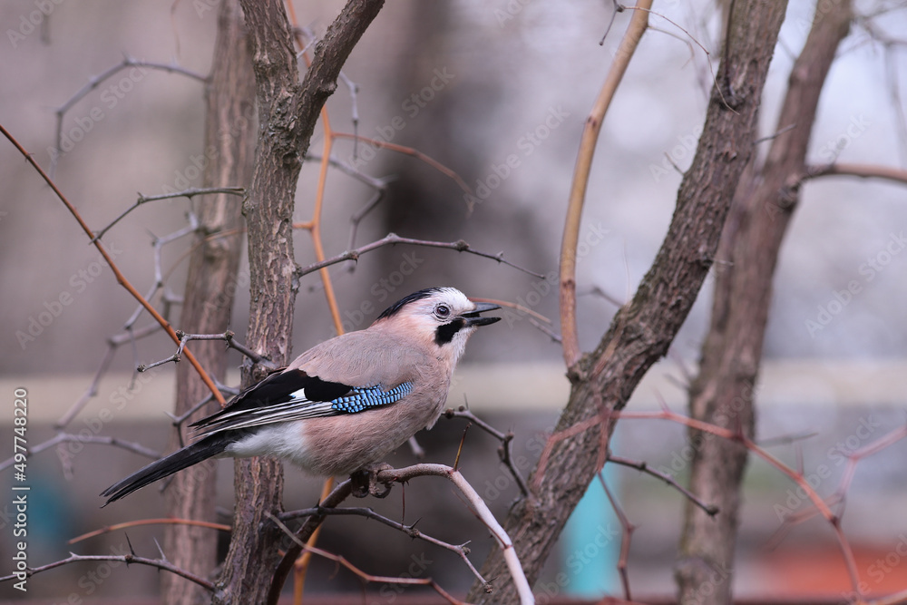 Obraz premium Jay on a thin branch ...